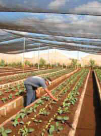 In Cuba Ciego de Ávila Ahead in Horticulture Investments.
